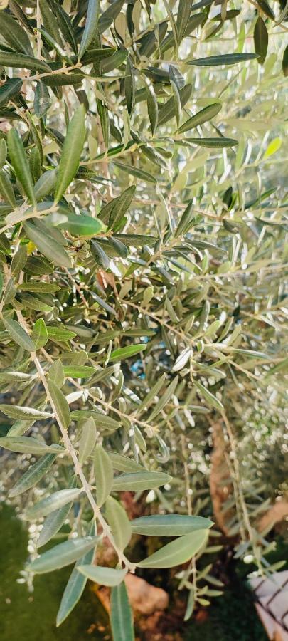 Appartamento Le Jardin Arlésien Esterno foto